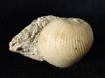 Otostoma retzii (NILSSON 1827) - Bild © FossNet FossilienStore